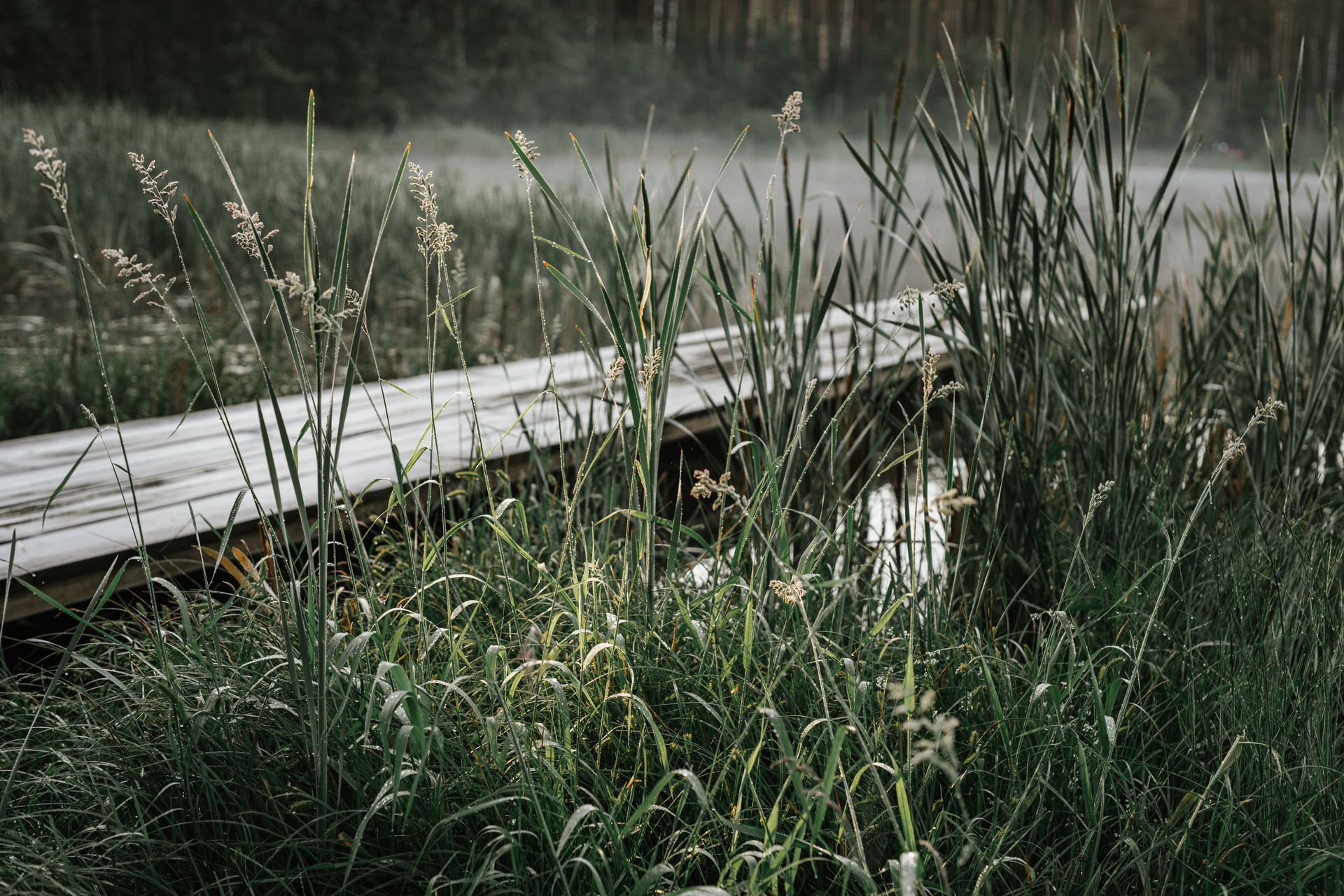 De Oeverlanden nature reserve Amsterdam Nieuwe Meer shoreline wooded paths late afternoon