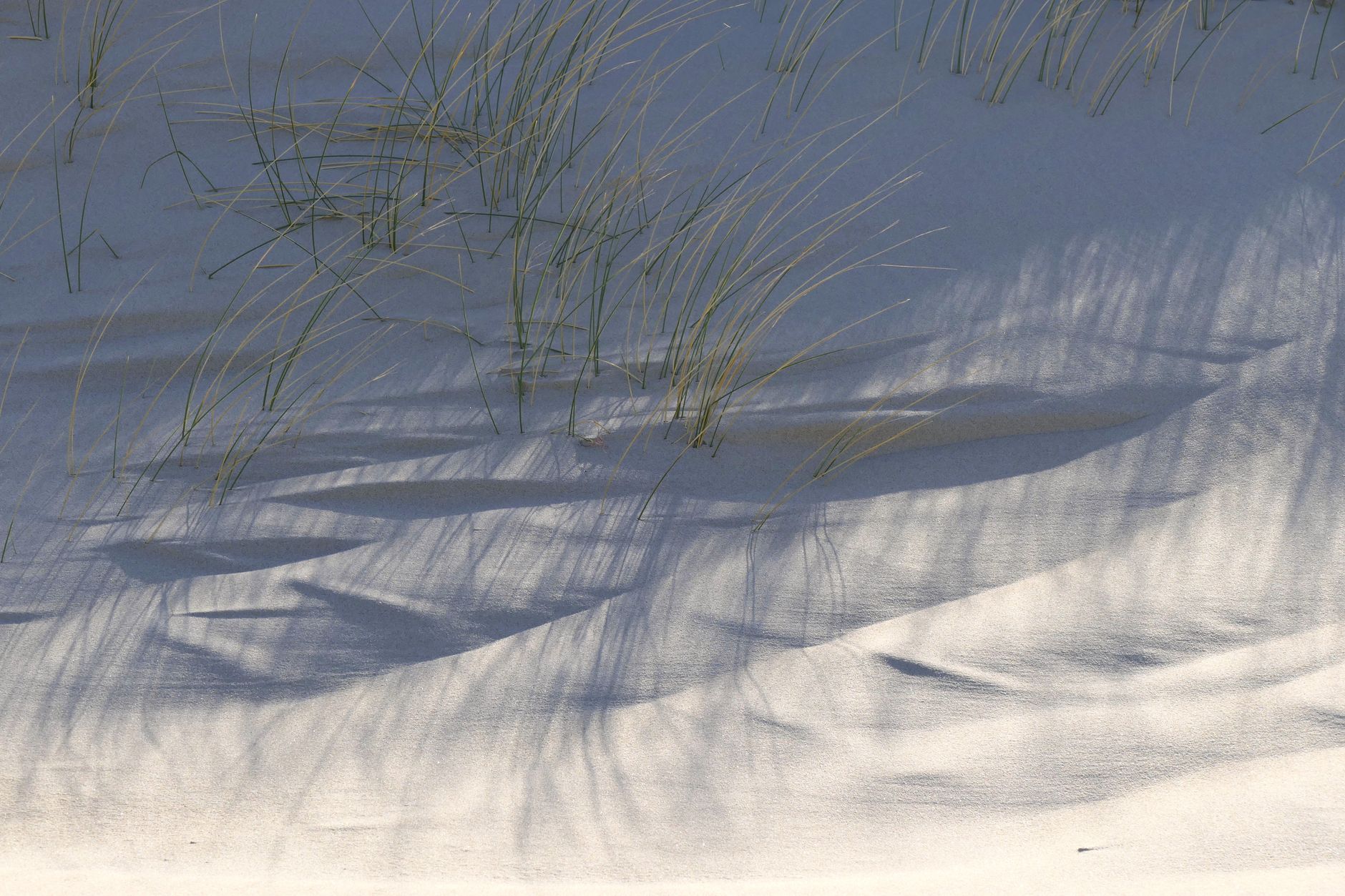 Shadows of dune grass on sandy beach in the Netherlands, quiet southern section near Zandvoort