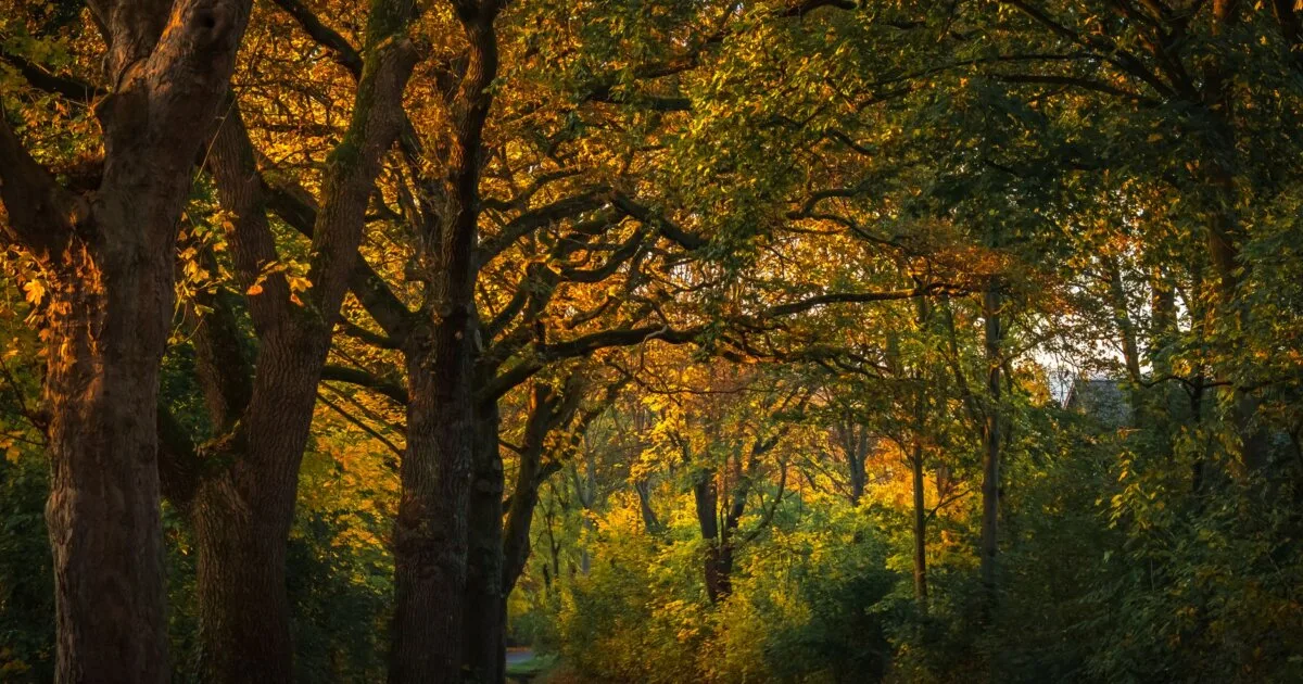 Wooded park path in Amsterdam, golden afternoon light filtering through trees