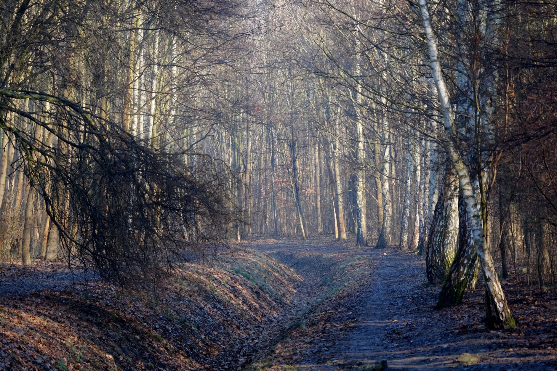 Empty wooded path in Amsterdam nature reserve, quiet morning light through trees