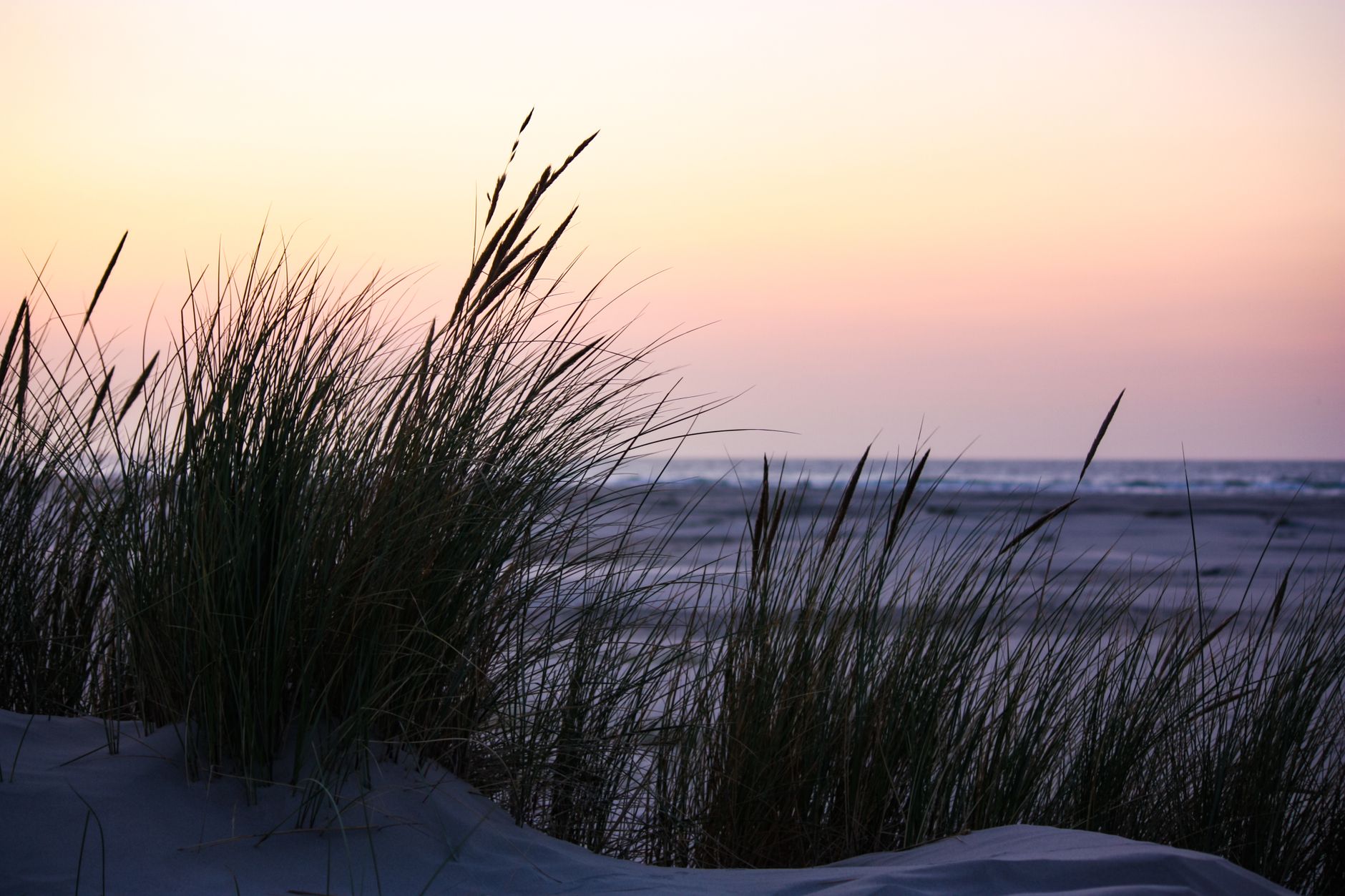 Grass-covered coastal dunes at sunrise in the Netherlands, with sea grass blowing in the coastal wind