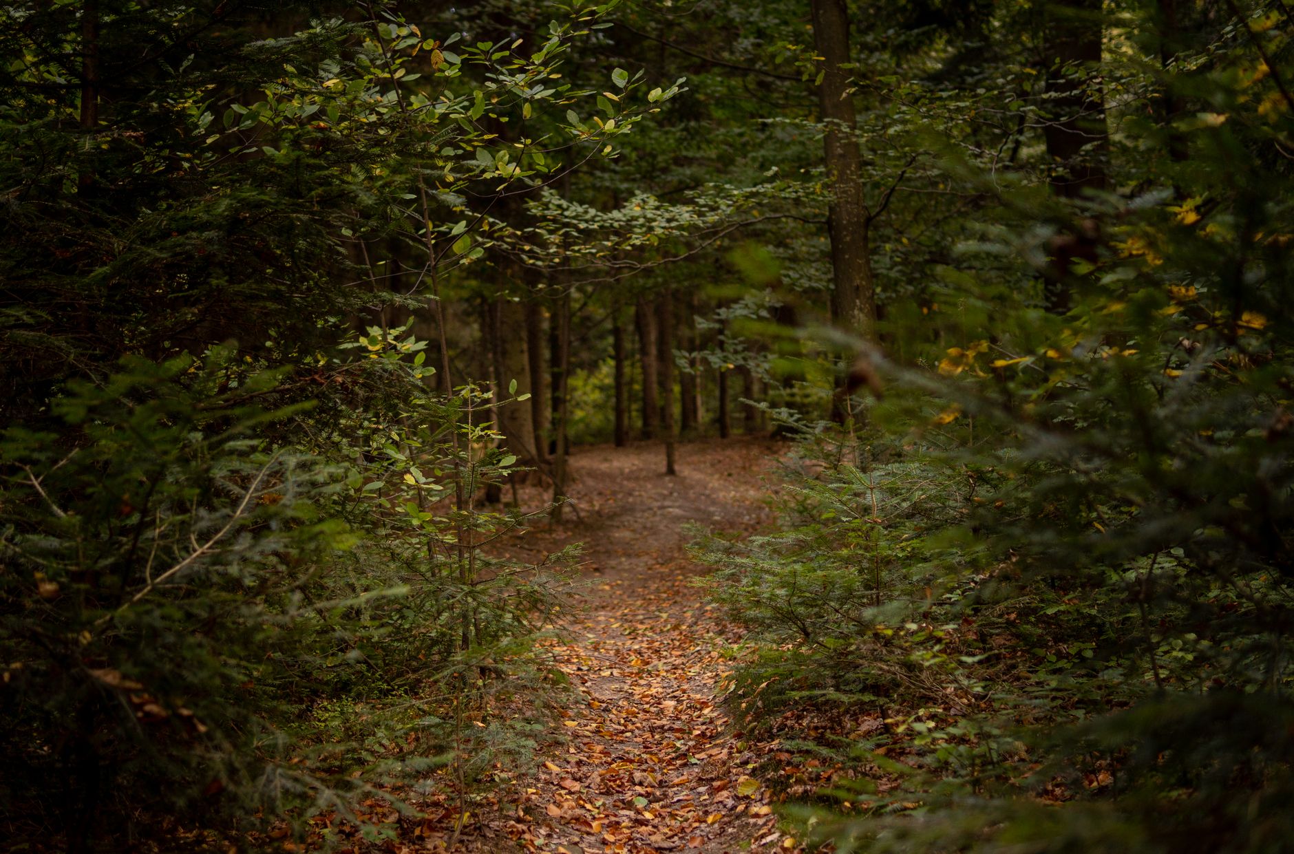 De Oeverlanden nature reserve near Nieuwe Meer lake, wooded paths in summer
