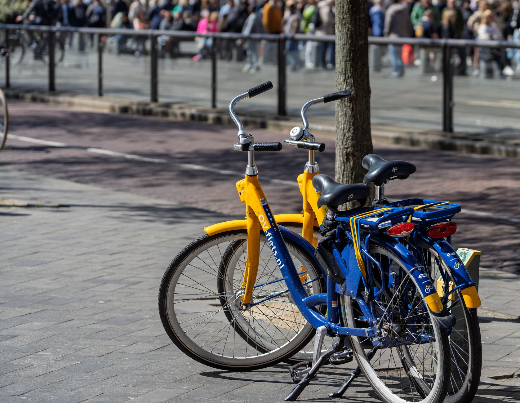 Bicycles parked along a tree-lined path at an Amsterdam nature reserve in summer afternoon light
