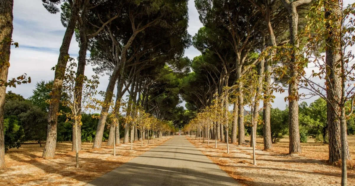 Tree-lined path in El Retiro park, Madrid, the wooded setting of Retiro cruising