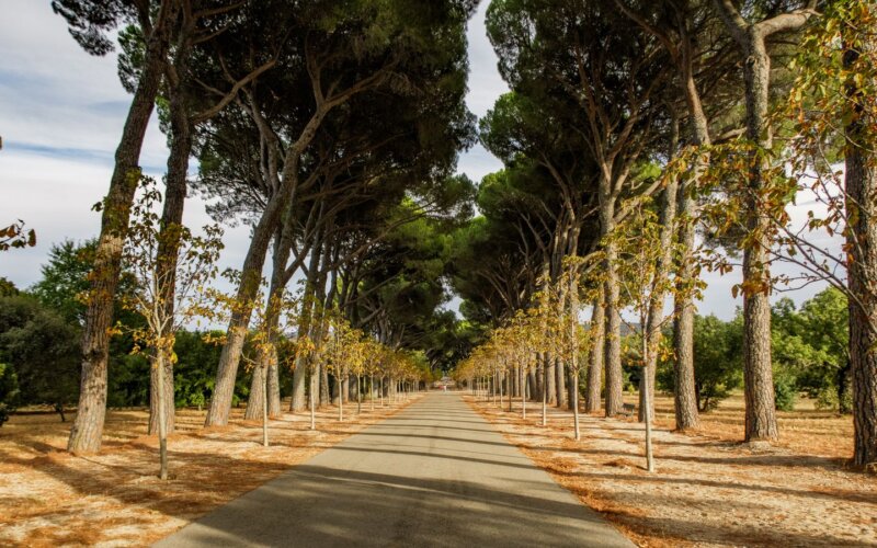Tree-lined path in El Retiro park, Madrid, the wooded setting of Retiro cruising